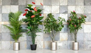Office plant