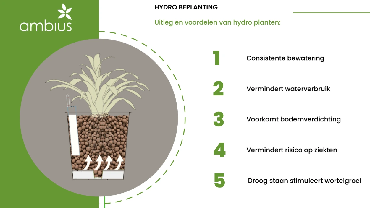 hydrocultuur-kantoorplanten